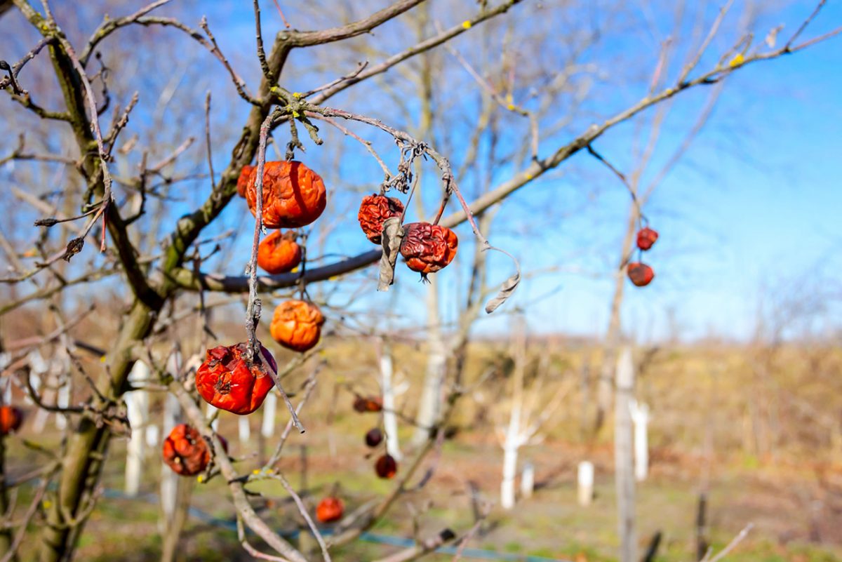 time-rotten-fruit