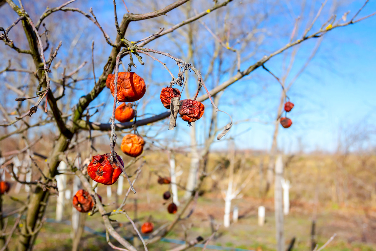 rotten-fruit-walking-a-dirt-road-home