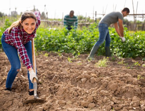 Living Water Workable Soil