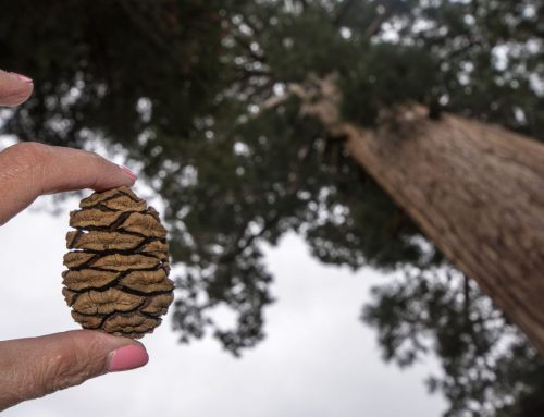 Fire and Pine Cones