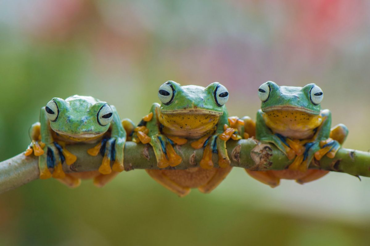 Frogs - Walking a Dirt Road Home