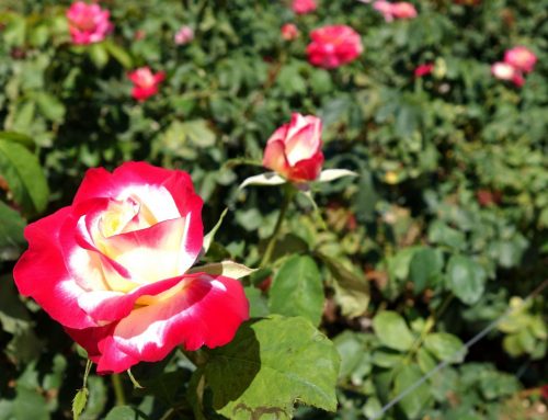Roses