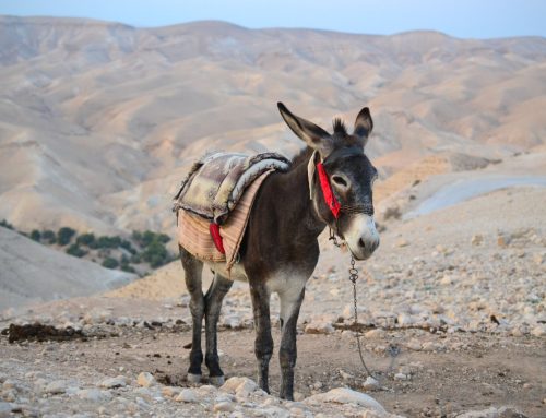 Jerusalem Cross Donkey