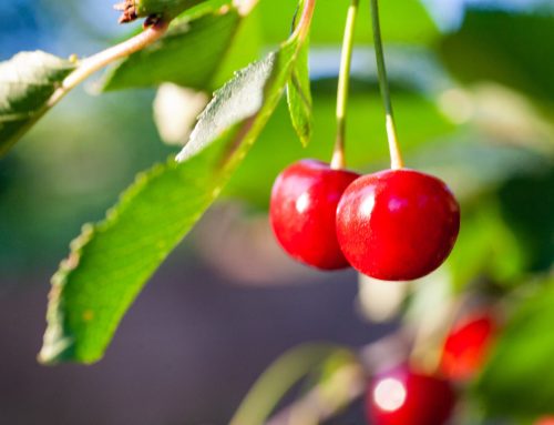 Tart Cherries