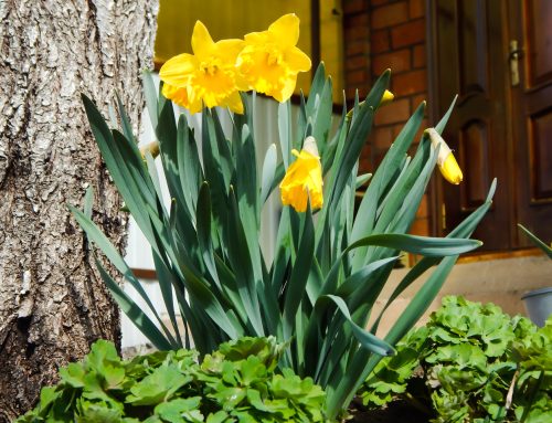 Daffodils and Hope