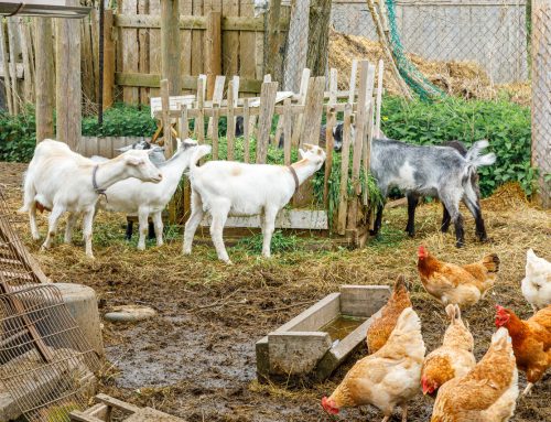Chickens Goats Donkeys