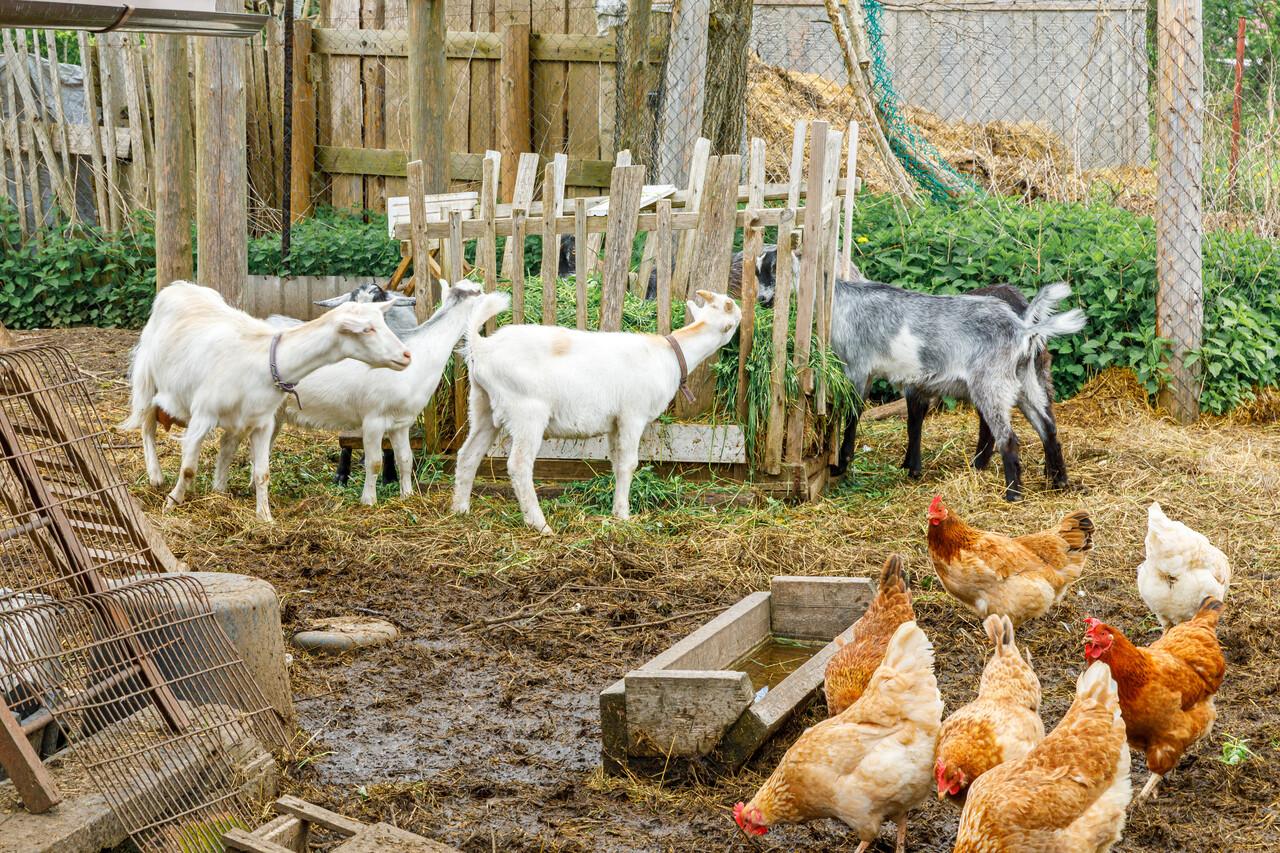 Goat and free range chicken on organic animal farm freely grazing in yard on ranch background. Hen chickens domestic goat graze in pasture. Modern animal livestock, ecological farming. Animal rights.