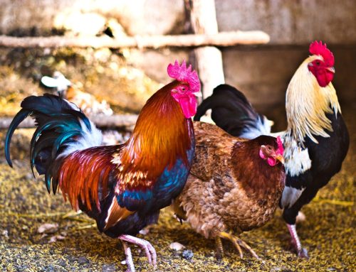 The Young Rooster