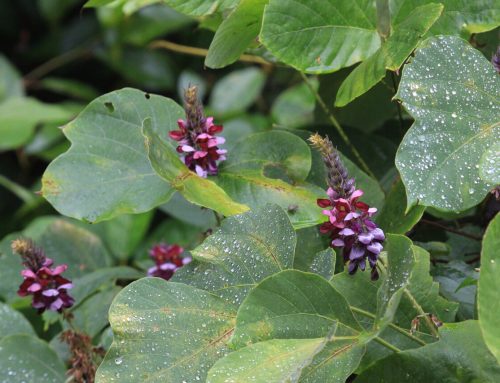 Kudzu