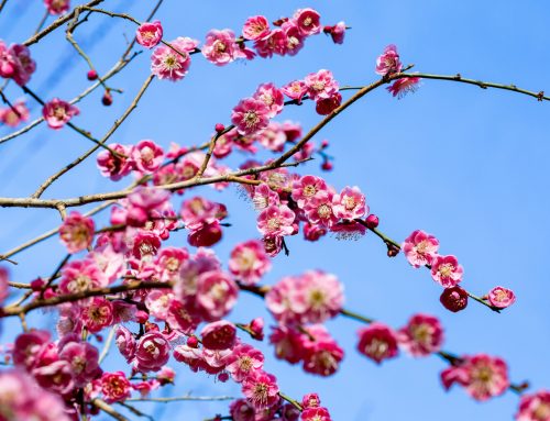 Japanese Apricot